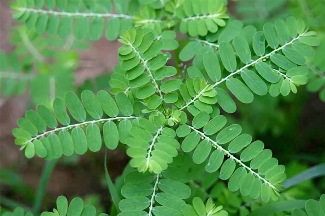 cây chó đẻ hỗ trợ chữa viêm gan b