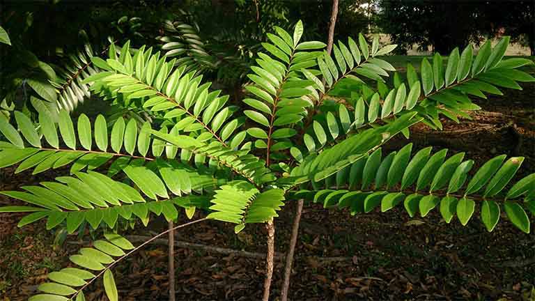 cây mặt nhân