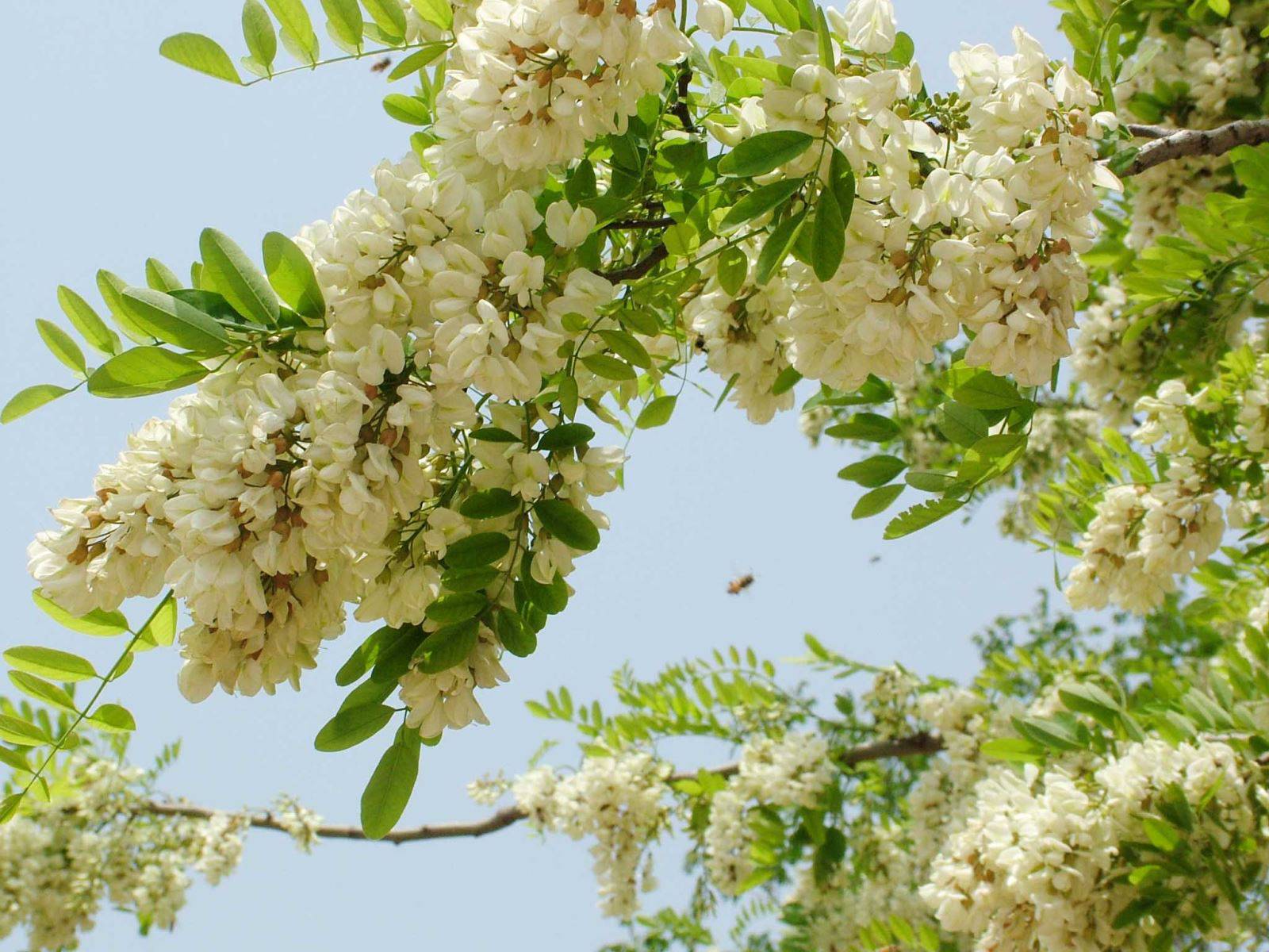 Cây Hoa Hòe tốt cho tim mạch