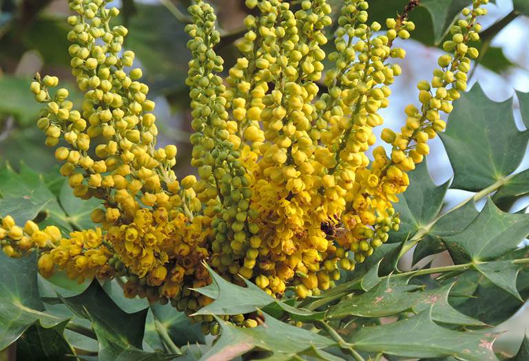 cây hoàng liên nguyên gốc