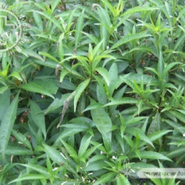 Ba gạc