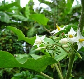 Cà Dại Hoa Trắng