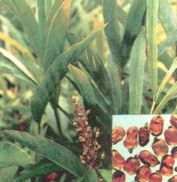 Sa nhân