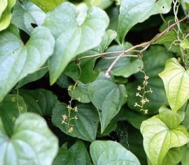 Tỳ giải