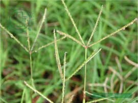 Cỏ chỉ