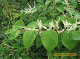 Cốt khí củ