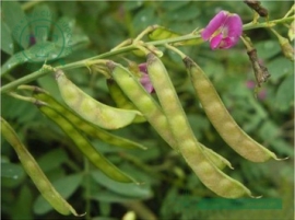Cốt khi thân tím