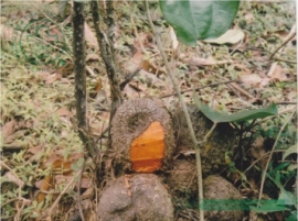 Củ nâu