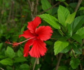 Dâm bụt