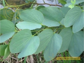 Hoa ban