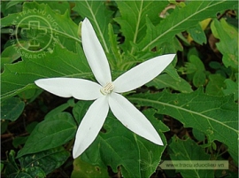 Hoa dài