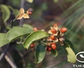 Xạ đen