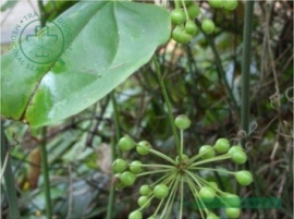 Khúc khắc