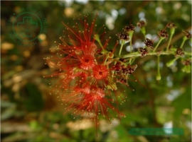 Lộc vừng