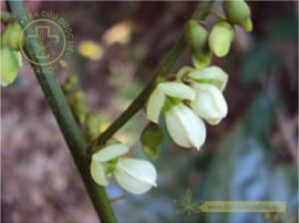 Mạ mân