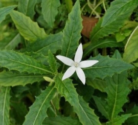 Mù mắt