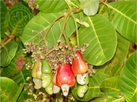 Đào lộn hột