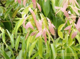 Quế quan