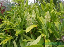Riềng nếp