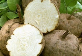 Sâm tố nữ