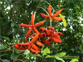 Sảng