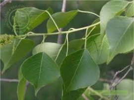 Sòi trắng