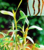 Thạch hộc