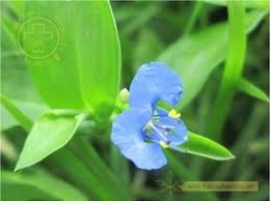 Thài lài trắng