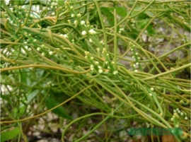 Tơ hồng (Thỏ ty tử)