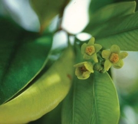 Trầm hương
