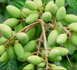 Trám trắng