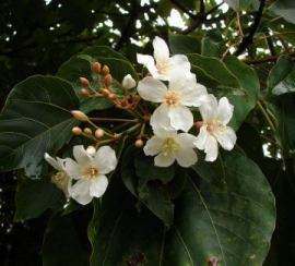 Trẩu (Dầu sơn)