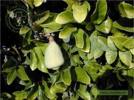 Trâu cổ