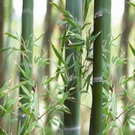 Trúc nhự