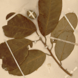 Trứng cuốc