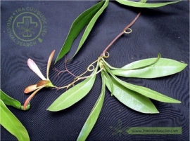Trương quân (Trung quân)