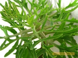 Trường sinh lá rách
