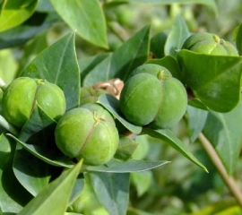 Tục tùy tử