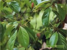 Vù hương
