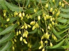 Xoan ấn độ