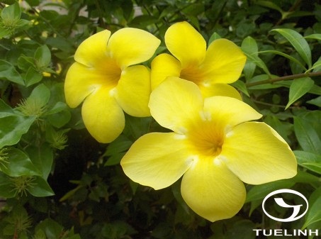 Allamanda cathartica L. 1 Allamanda cathartica L. 1