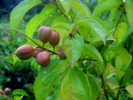 Ba đậu 1 Ba đậu 1