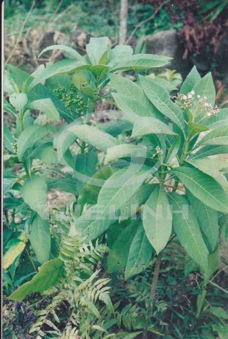 Ba gạc lá to 1 Ba gạc lá to 1