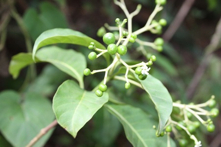 Ba gạc phú thọ 1 Ba gạc phú thọ 1