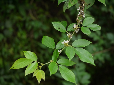 Ba Chẽ 1 Ba chẽ