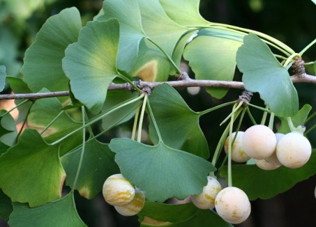 Bạch quả 1 Bạch quả 1