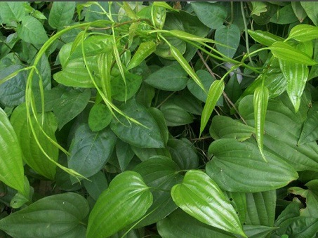 Bách bộ 1 Bách bộ