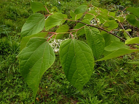Bát giác phong 1 Bát giác phong 1