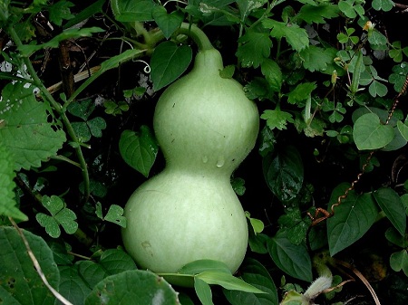 Bầu 1 Bầu 1
