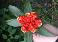 Bảy lá một hoa 4 Bảy lá một hoa 4